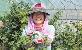 산딸기 재배 번식 방법 포트 묘 심기 잡초 관리_3