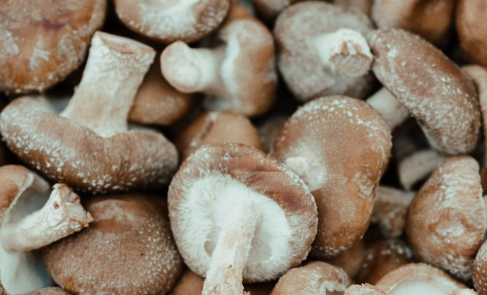 표고 버섯 효능 : 콜레스트 감소