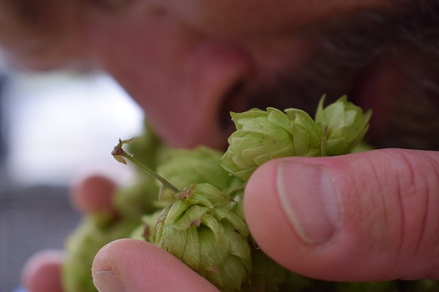 미국 북서부 IPA 혁신과 홉 테루아르 이야기
