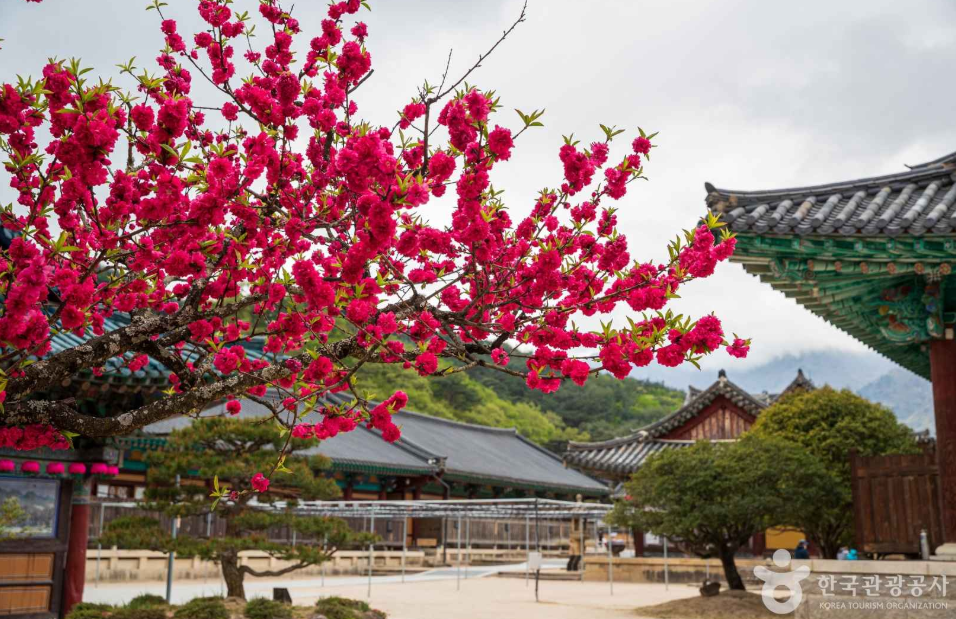 전국 매화 명소 양산 통도사 1