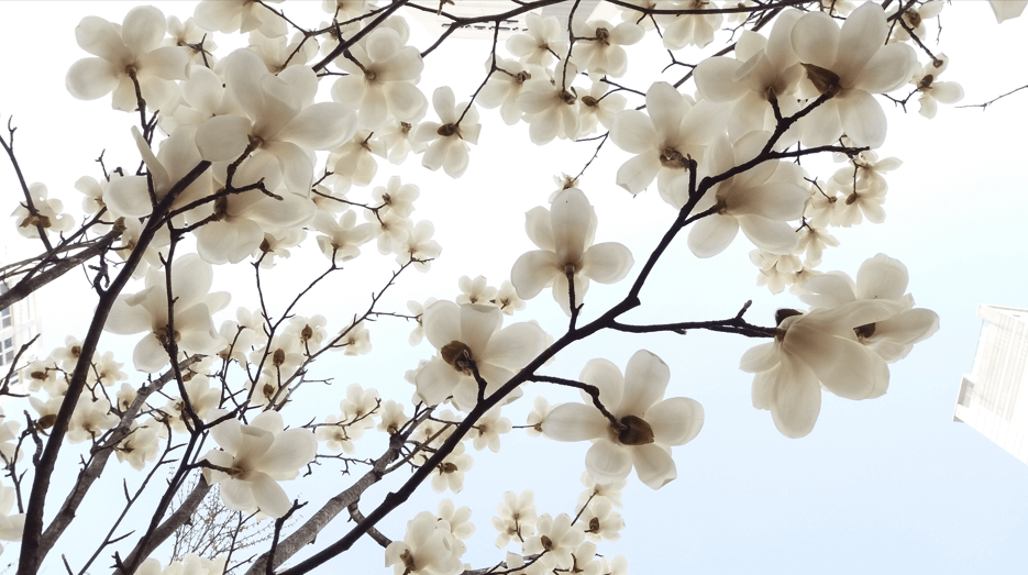 목련꽃 무료 이미지