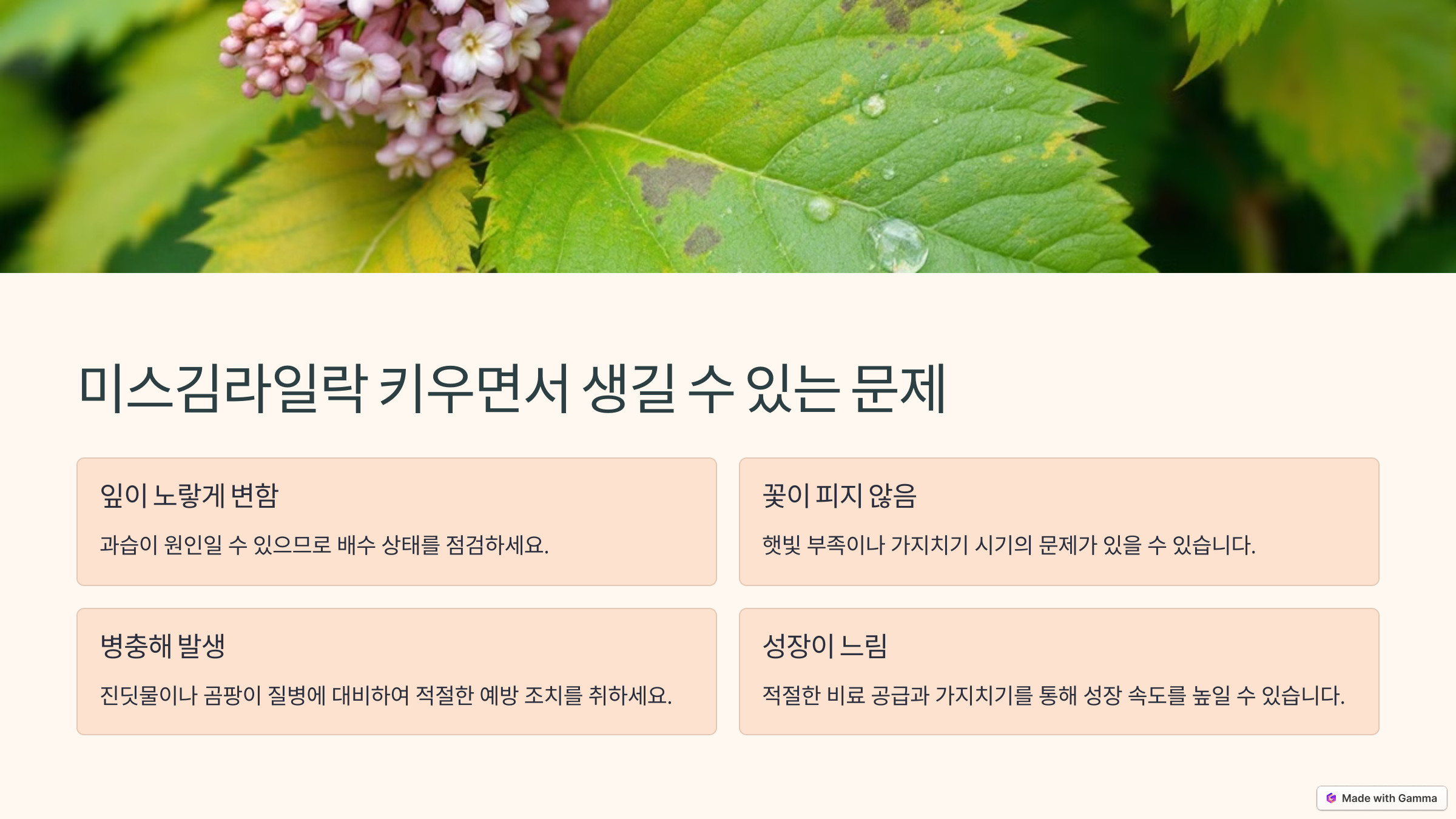 미스김 라일락 사진