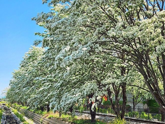 전주 이팝나무 철길만 맛집 주차 일정 개방기간 야간 만개