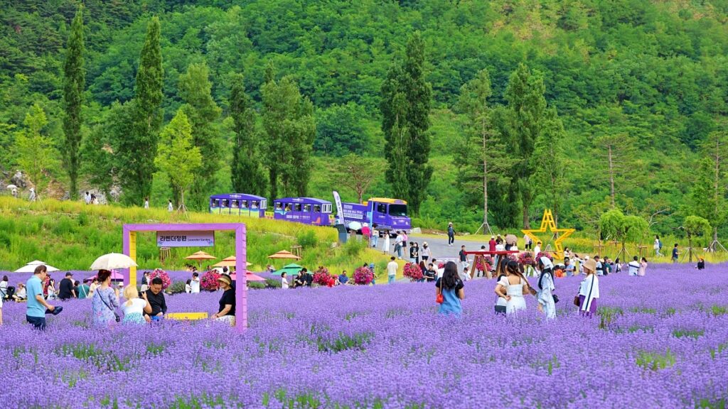 6월 강원도 여행 추천지_라벤더 축제