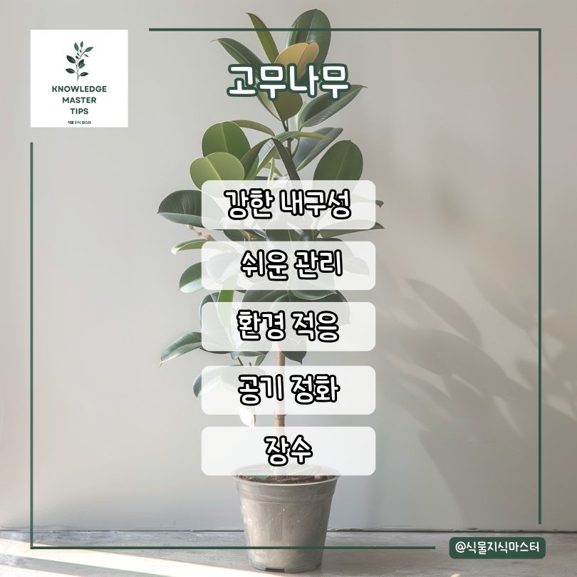 고무나무 소개