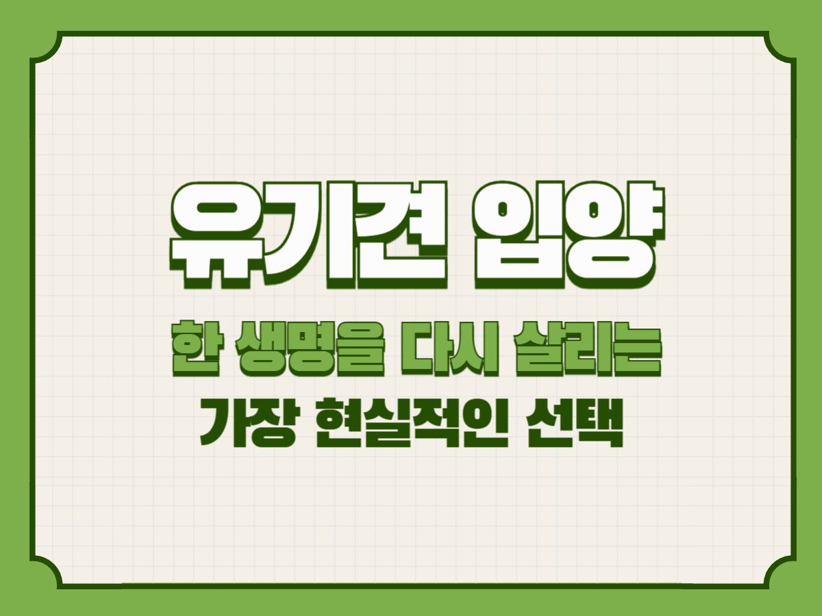 유기견 입양, 한 생명을 다시 살리는 가장 현실적인 선택