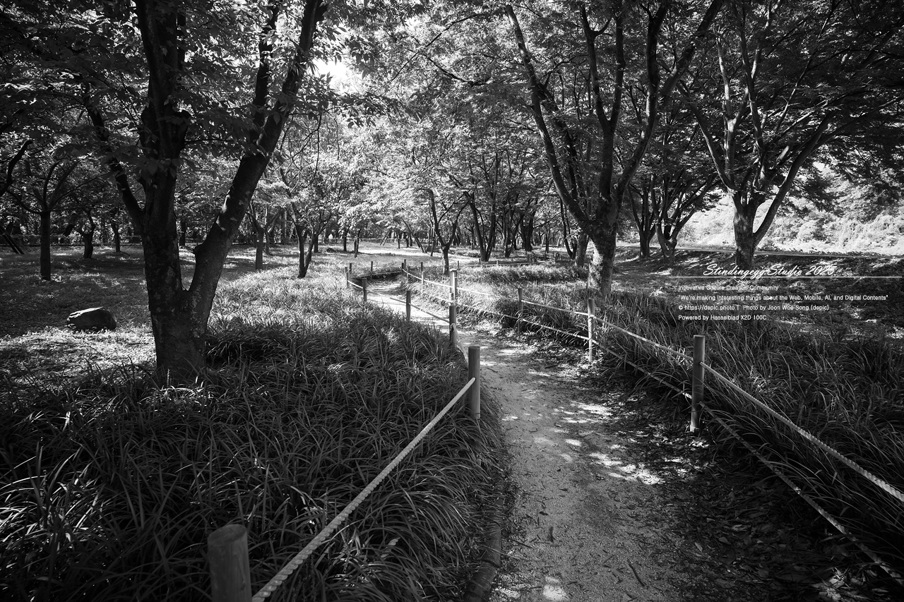 #영천 #숲 #맥문동 #오리장림