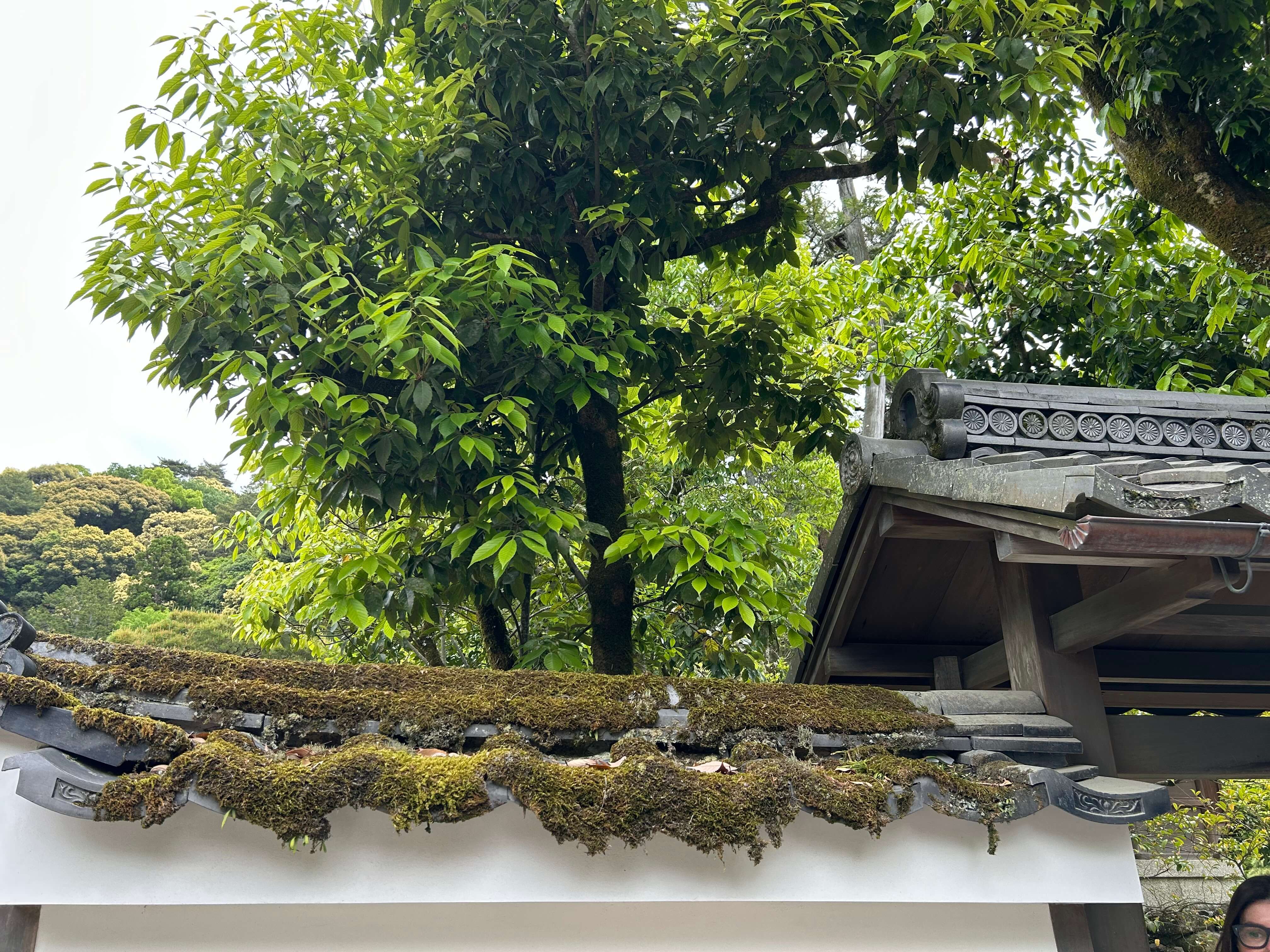 오사카·교토 3박4일 여행자를 위한 교통패스 정리 관련사진