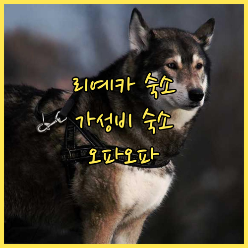 리예카 가성비 숙소 Apartment