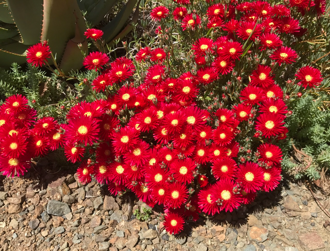 송엽국 키우는 방법 꽃말 번식 키우기 개화 시기