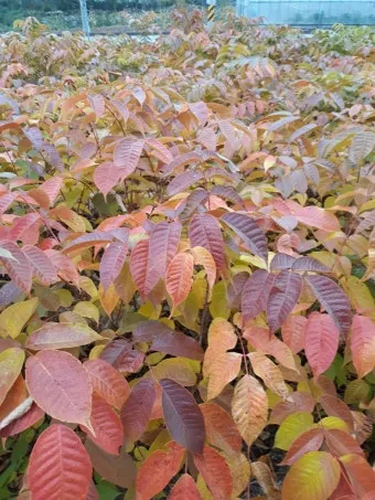옻나무 효능 알레르기 발생시 대처법과 섭취 주의사항_21