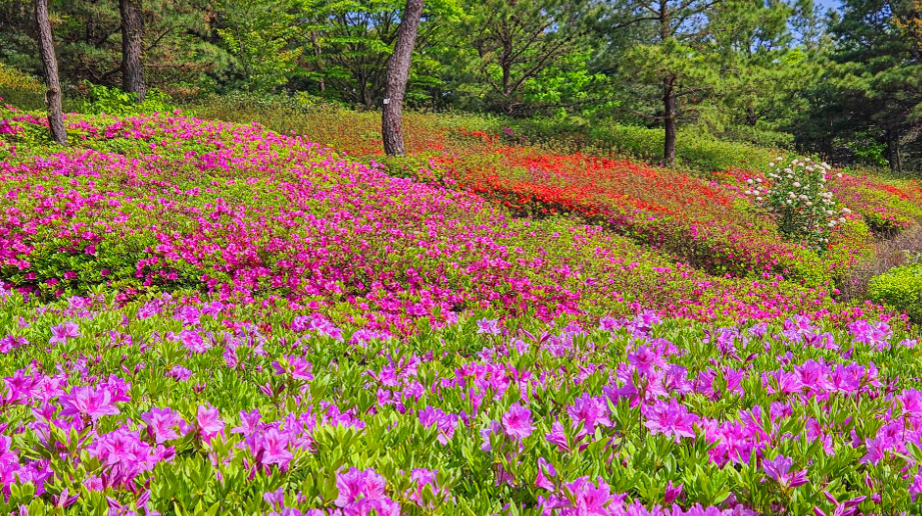 [4월 봄꽃 축제]제3회 영인산 철쭉제❘기간, 일정, 프로그램, 철쭉 개화 상황정리