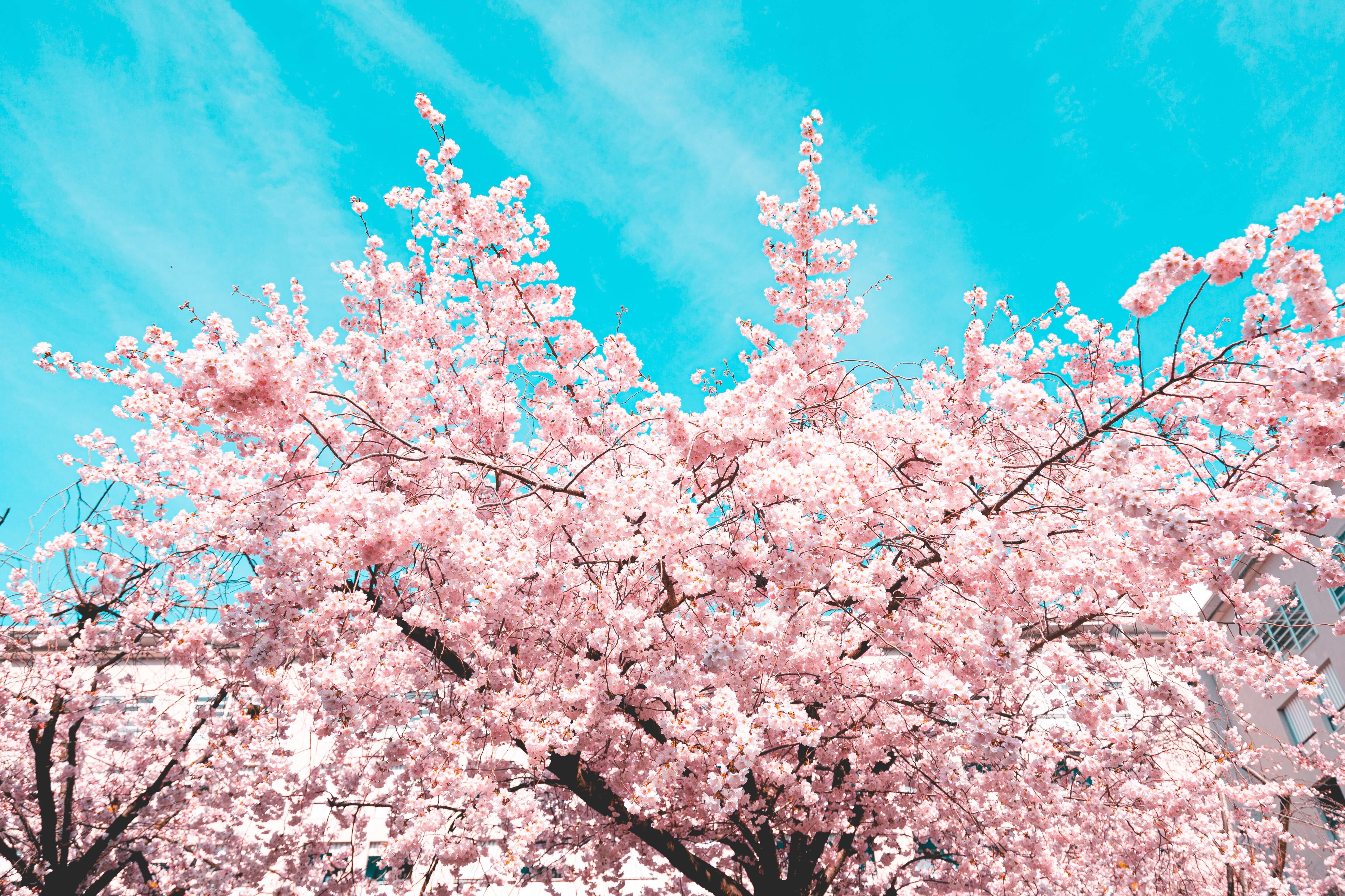 벚꽃 개화