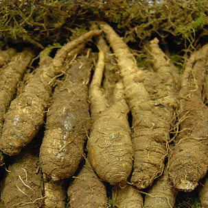 더덕 효능과 부작용 고르는법 칼로리 갱년기