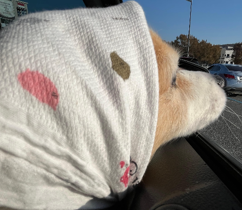 노령견의 호흡기 건강관리