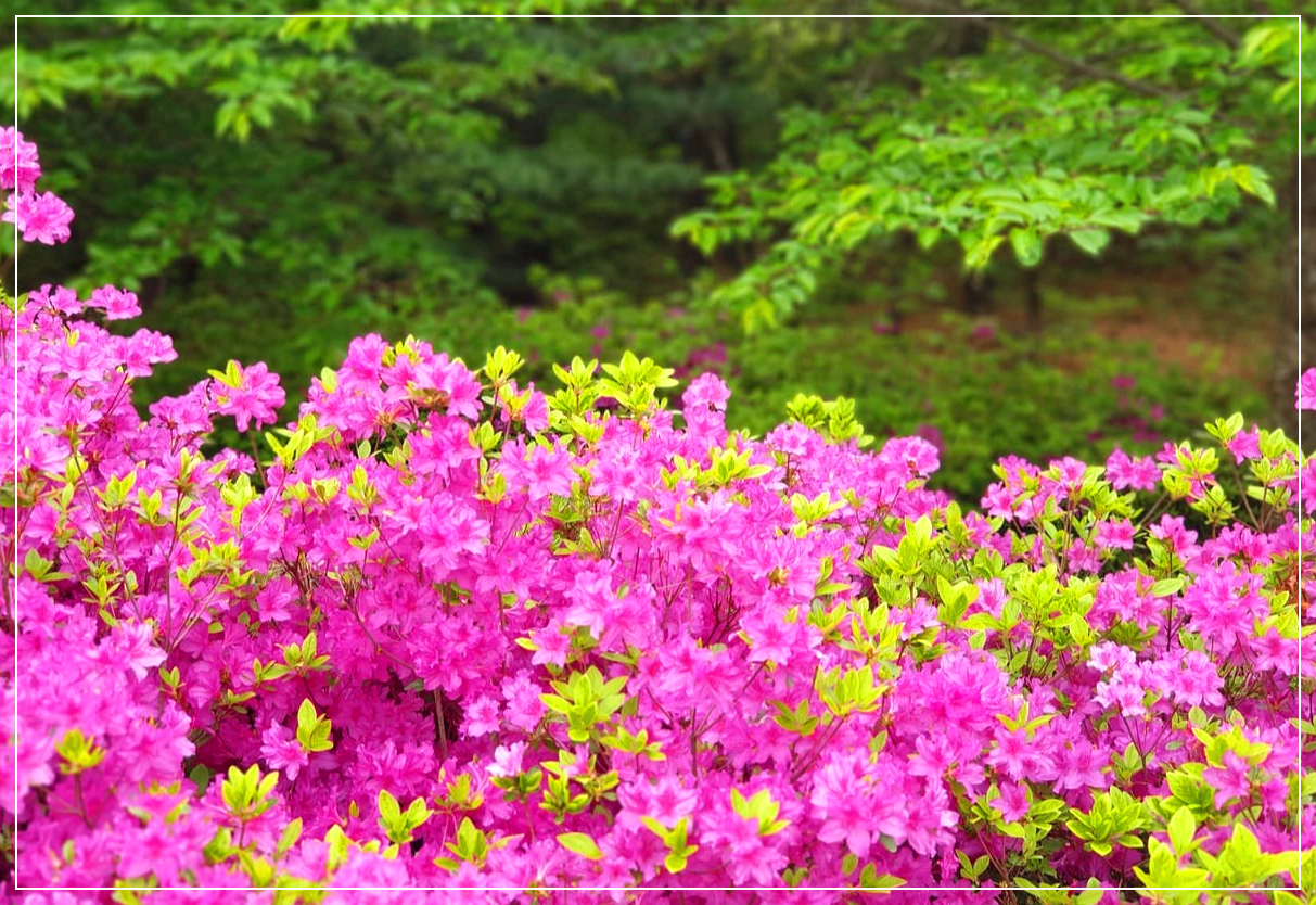 봄꽃여행지추천 4월 충청지역여행지추천