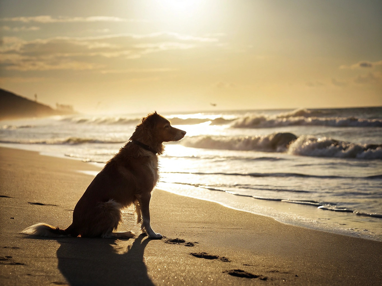 강아지평균수명