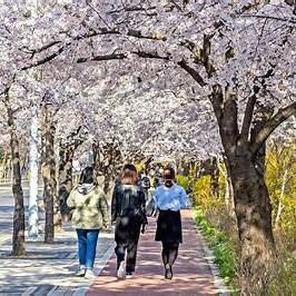 여의도 벚꽃 사진입니다.
