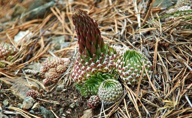 면역력 높이는 음식 - 와송