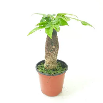 파키라 키우기 분갈이 뿌리관리 물주기간격 쉬운 관리법_12