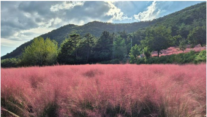 고창 핑크뮬리 축제