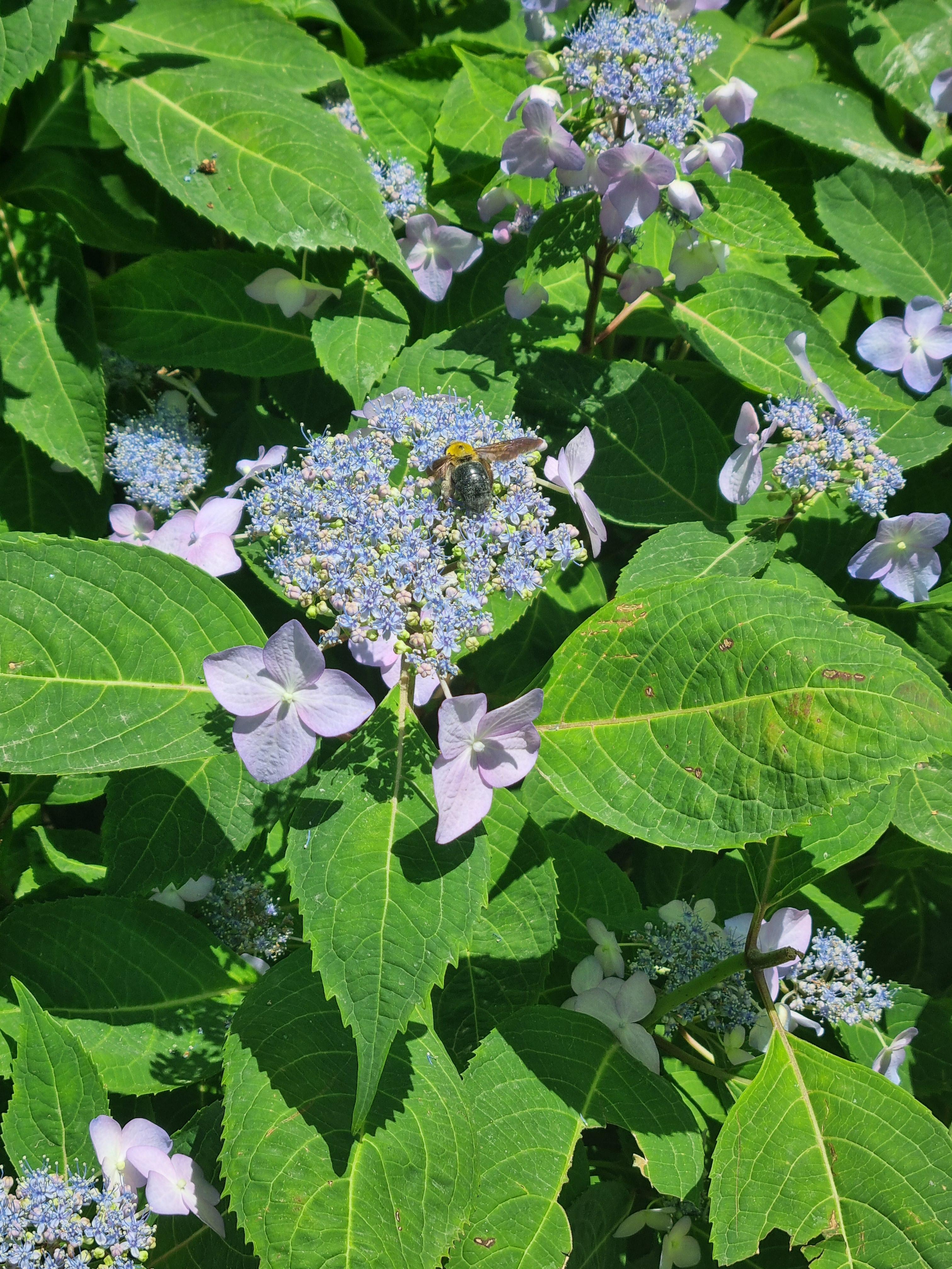 호박벌이 위에 앉아있는 푸른색 제주 산수국
