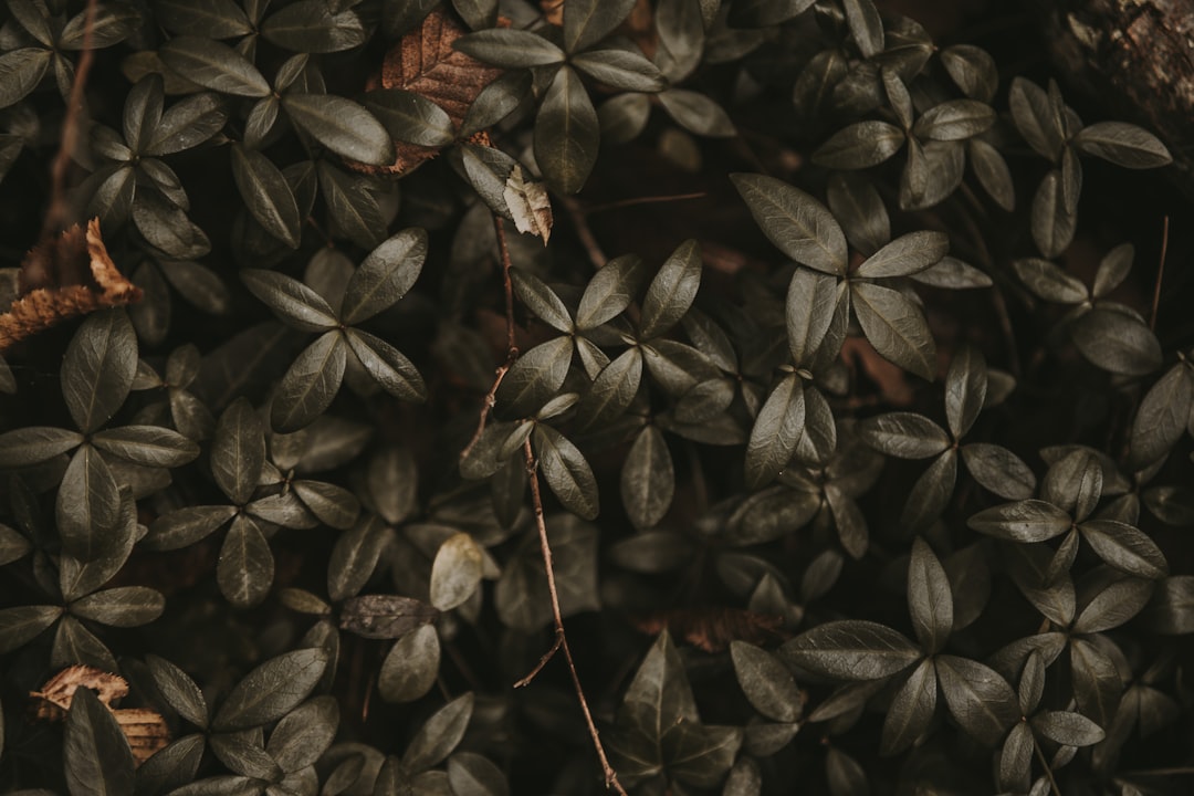 Blackcurrant
