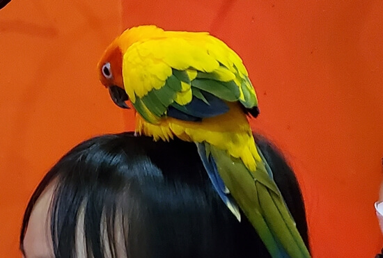 하이브동물체험