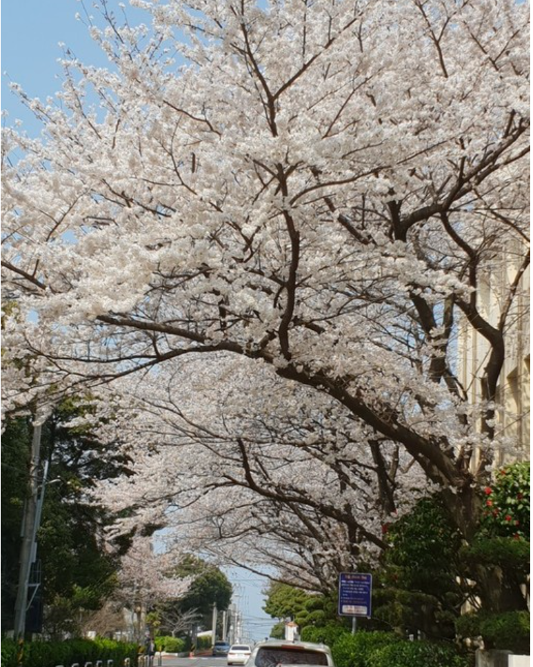 2025 전국 벚꽃 명소 서울부터 제주까지 추천
