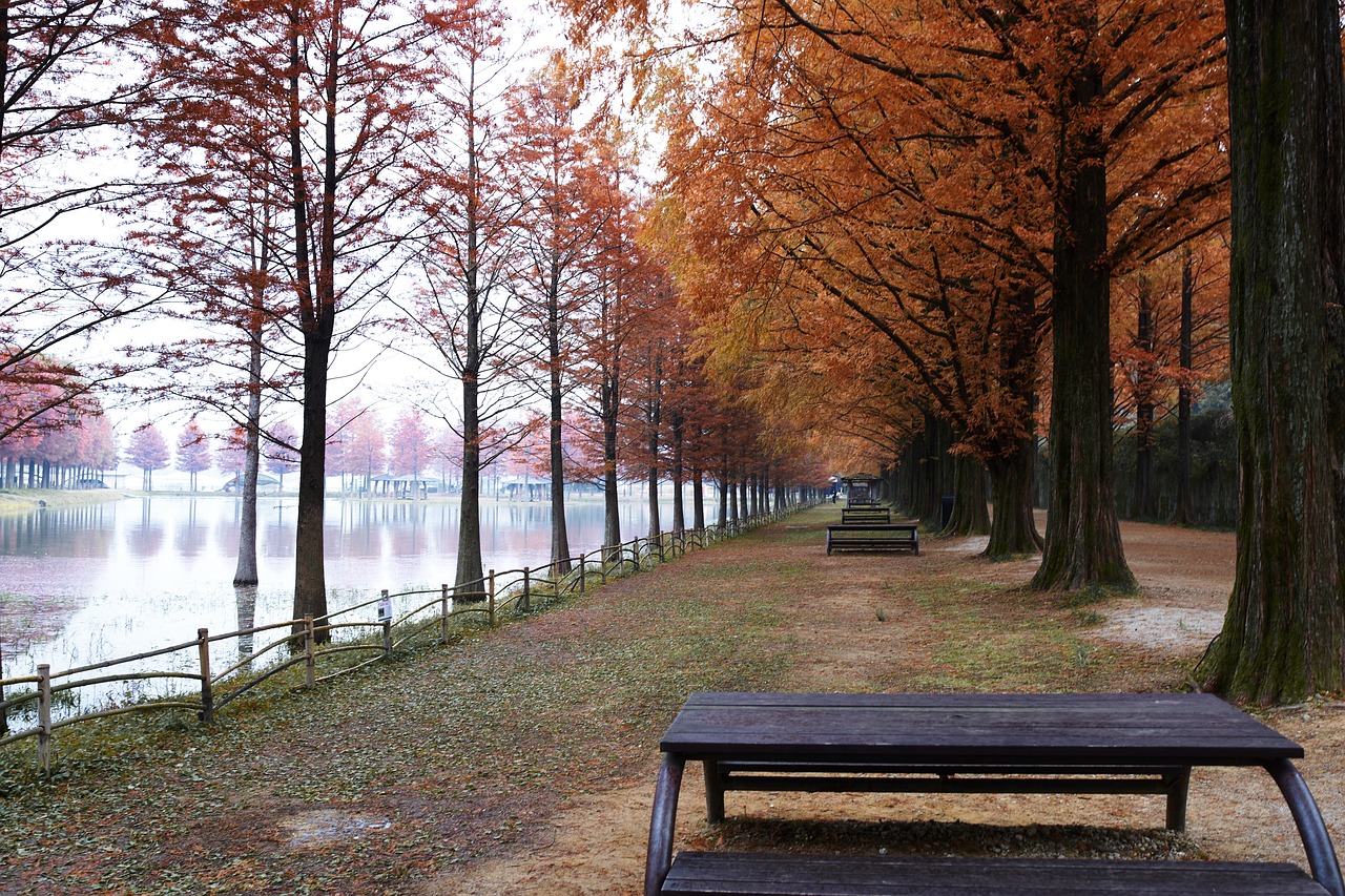 담양 메타세쿼이아