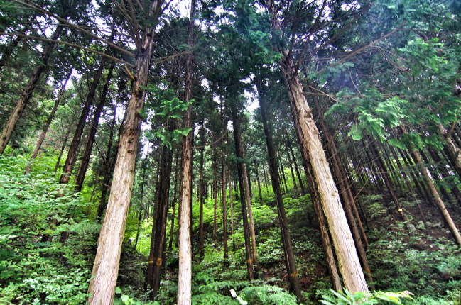 편백나무(히노끼)