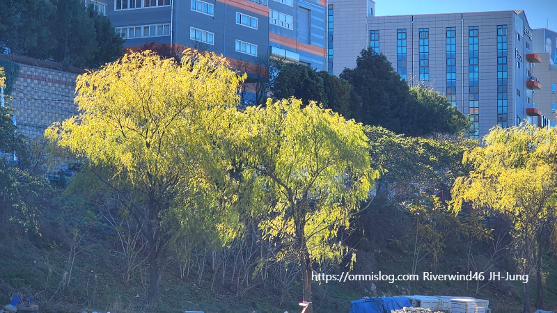 수영천의 늦가을