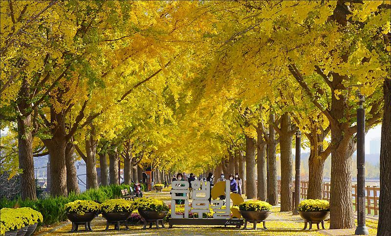 충남 아산 곡교천 은행나무 길