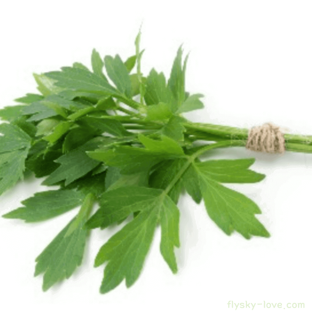 러비지 (Lovage) 활용법