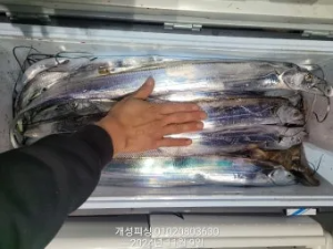 "갈치