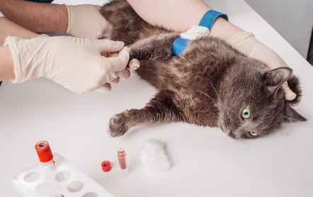 채혈하는 고양이.