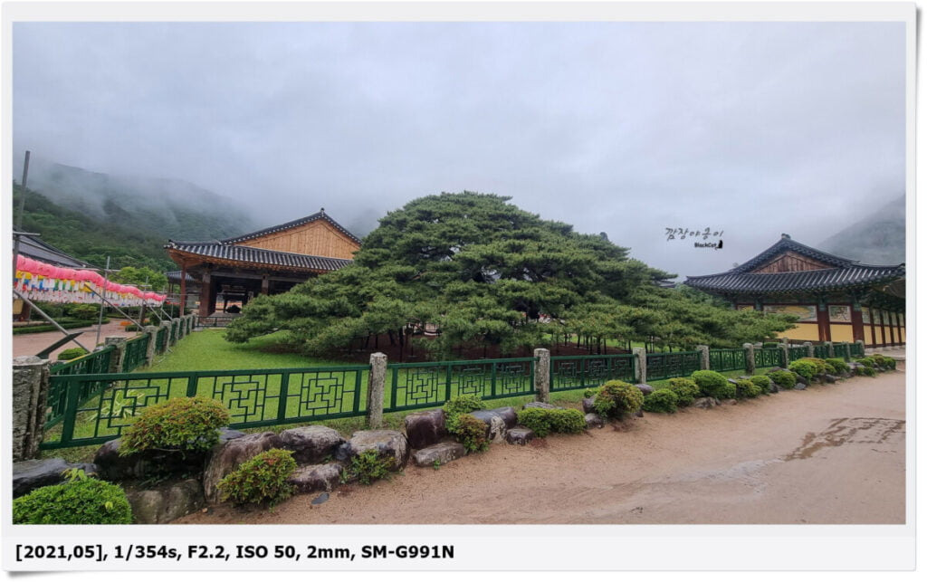 천연기념물 제180호 청도 운문사 처진소나무 전경