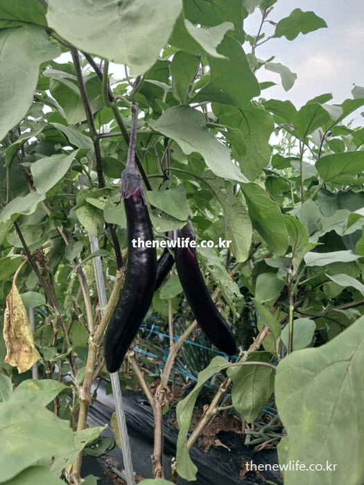 당뇨 식단에 적합한 저칼로리 저당지수(GI) 식품인 가지의 실물 모습