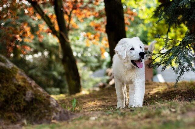 공원 산책중인 강아지