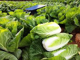 김장배추 모종 심는 시기