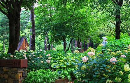 수도권 수국명소 추천 7곳&amp;#44; 도심 속에서 만나는 수국의 향연