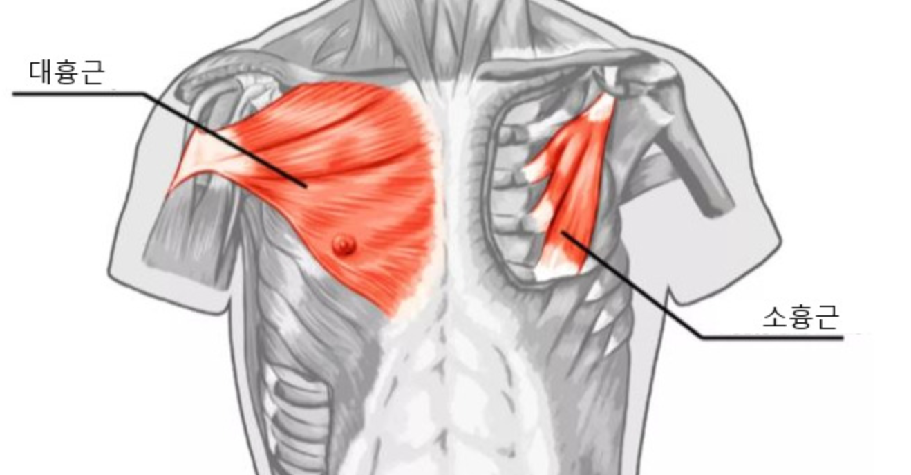 대흉근과 소흉근