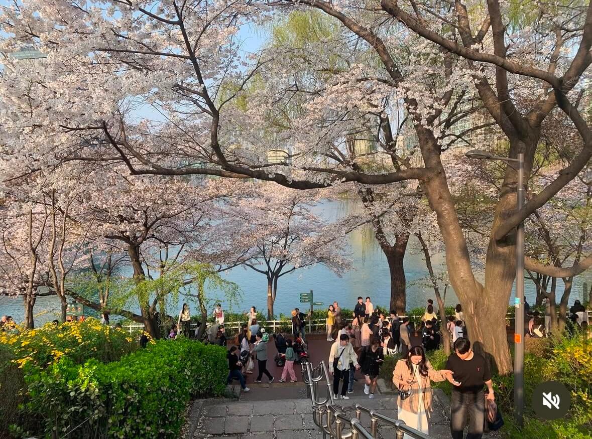 석촌호수 벚꽃 축제 일정