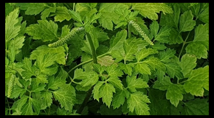 훼라민Q 효능 부작용