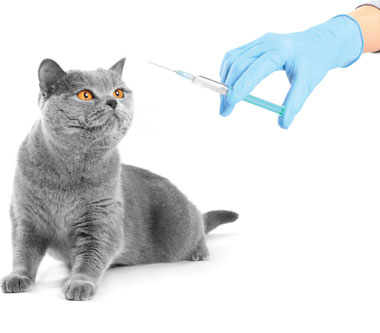 고양이 예방 접종 이미지