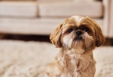 시츄/출처:어도비스톡