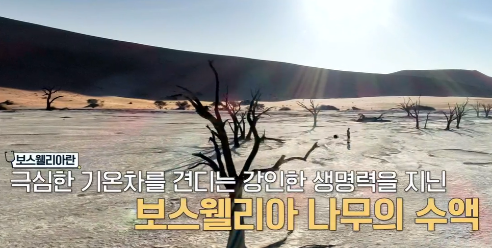 보스웰리아 효능