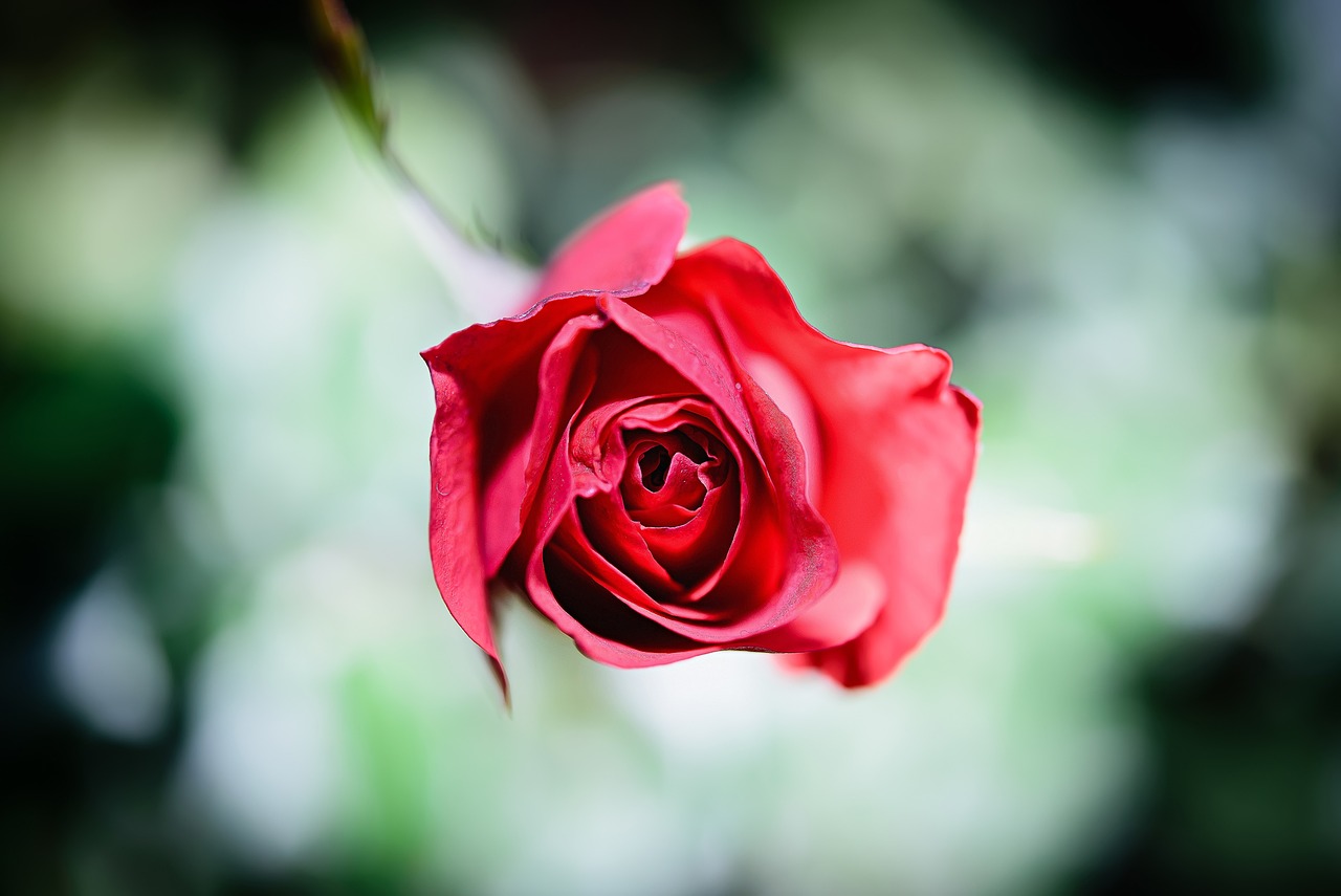 부천 백만송이장미축제