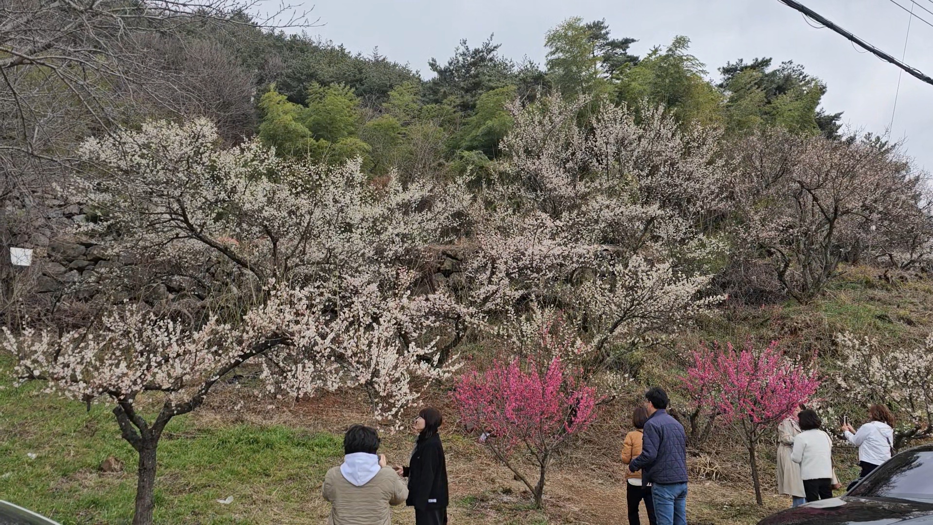 원동매화축제개화시기