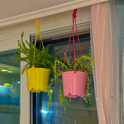 더피고사리 행잉화분